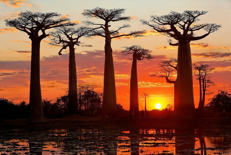 The baobabs