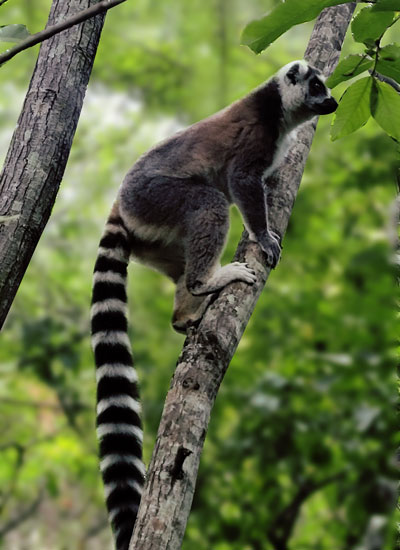 Lemur