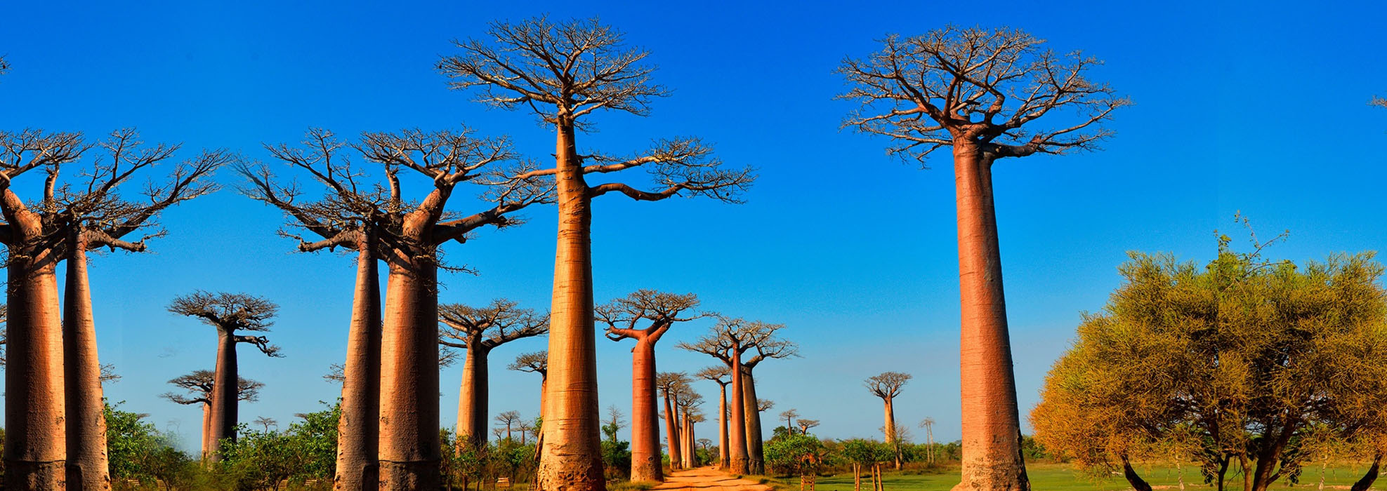 Baobab