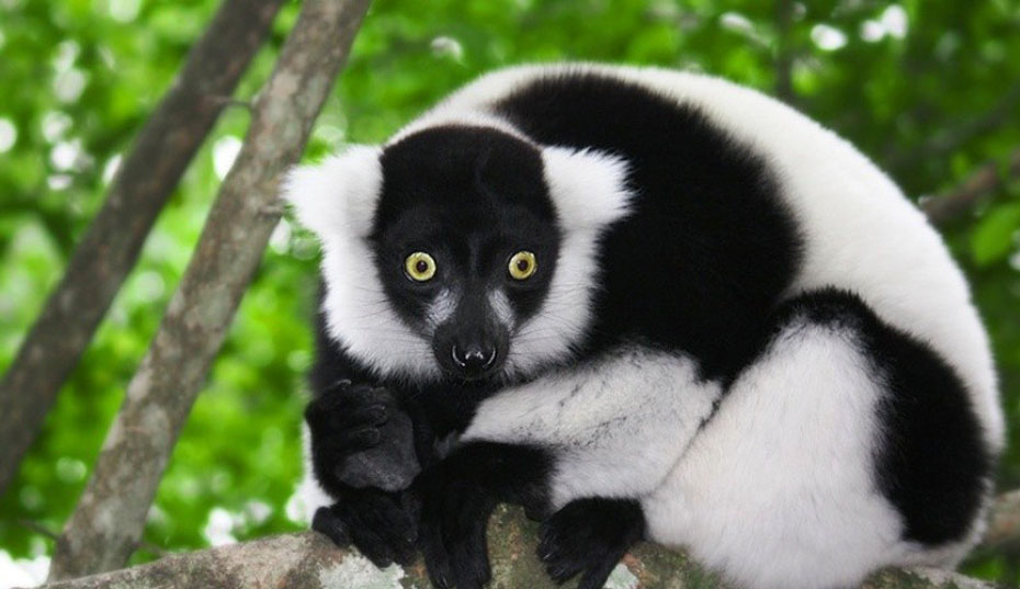 INDRI INDRI TOUR